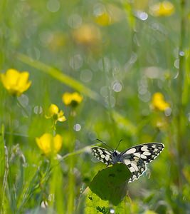 Melanargia galathea (Nymphalidae)  - Demi-Deuil, Échiquier, Échiquier commun, Arge galathée Ardennes [France] 02/06/2007 - 160m