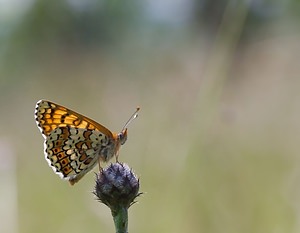 Melitaea cinxia (Nymphalidae)  - Mélitée du Plantain - Glanville Fritillary Ardennes [France] 02/06/2007 - 150m