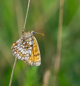 Melitaea parthenoides (Nymphalidae)  - Mélitée de la Lancéole, Mélitée des Scabieuses, Damier Parthénie Ardennes [France] 02/06/2007 - 160m