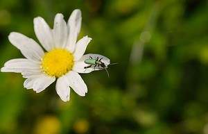 Oedemera lurida (Oedemeridae)  Ardennes [France] 02/06/2007 - 160m