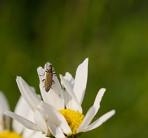 Oedemera nobilis (Oedemeridae)  - Cycliste maillot-vert, Cycliste émeraude, Oedemère noble Ardennes [France] 02/06/2007 - 160mici une femelle qui ne pr?sente pas les renflements caract?ristiques des pattes post?rieures que l'on observe chez le m?le.