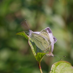 Pieris napi (Pieridae)  - Piéride du Navet, Papillon blanc veiné de vert - Green-veined White Ardennes [France] 02/06/2007 - 150m