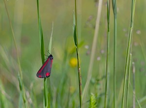 Tyria jacobaeae (Erebidae)  - Goutte-de-sang , Carmin - Cinnabar Ardennes [France] 02/06/2007 - 160m