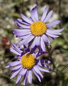 Aster alpinus (Asteraceae)  - Aster des Alpes Viege [Suisse] 25/07/2007 - 2130m