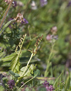 Botrychium lunaria (Ophioglossaceae)  - Botryche lunaire, Botrychium lunaire - Moonwort Region Engiadina Bassa/Val Mustair [Suisse] 21/07/2007 - 2070m