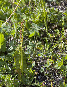 Botrychium lunaria (Ophioglossaceae)  - Botryche lunaire, Botrychium lunaire - Moonwort Region Engiadina Bassa/Val Mustair [Suisse] 21/07/2007 - 2070m