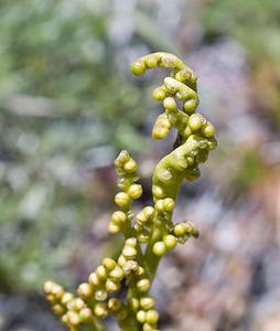 Botrychium lunaria (Ophioglossaceae)  - Botryche lunaire, Botrychium lunaire - Moonwort Viege [Suisse] 25/07/2007 - 2130m