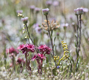 Botrychium lunaria (Ophioglossaceae)  - Botryche lunaire, Botrychium lunaire - Moonwort Viege [Suisse] 25/07/2007 - 2130m avec ? sa gauche Sempervivum sp.