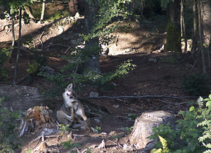 Canis lupus (Canidae)  - Loup gris, Loup Landkreis Regen [Allemagne] 14/07/2007 - 680m photographie faite en 