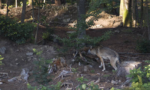 Canis lupus (Canidae)  - Loup gris, Loup Landkreis Regen [Allemagne] 14/07/2007 - 680m photographie faite en 