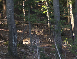 Canis lupus (Canidae)  - Loup gris, Loup Landkreis Regen [Allemagne] 14/07/2007 - 680m photographie faite en 