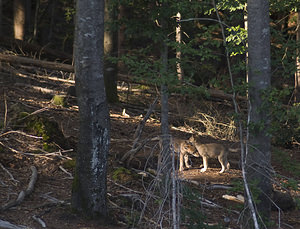 Canis lupus (Canidae)  - Loup gris, Loup Landkreis Regen [Allemagne] 14/07/2007 - 680m photographie faite en 