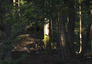 Canis lupus (Canidae)  - Loup gris, Loup Landkreis Regen [Allemagne] 14/07/2007 - 680m photographie faite en 