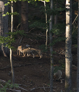 Canis lupus (Canidae)  - Loup gris, Loup Landkreis Regen [Allemagne] 14/07/2007 - 680m photographie faite en 