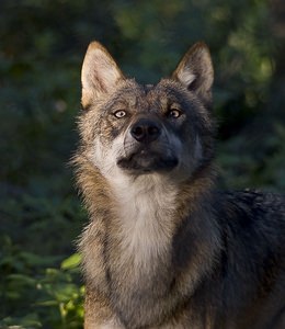 Canis lupus (Canidae)  - Loup gris, Loup Landkreis Regen [Allemagne] 14/07/2007 - 680m photographie faite en 