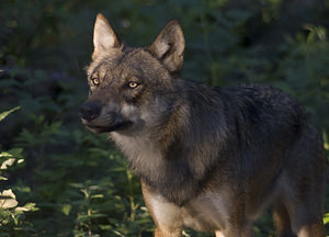 Canis lupus (Canidae)  - Loup gris, Loup Landkreis Regen [Allemagne] 14/07/2007 - 680m photographie faite en 
