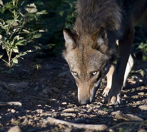 Canis lupus (Canidae)  - Loup gris, Loup Landkreis Regen [Allemagne] 14/07/2007 - 680m photographie faite en 