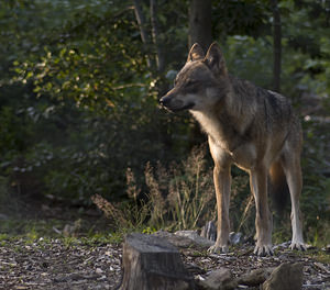 Canis lupus (Canidae)  - Loup gris, Loup Landkreis Regen [Allemagne] 14/07/2007 - 680m photographie faite en 
