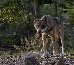 Canis lupus (Canidae)  - Loup gris, Loup Landkreis Regen [Allemagne] 14/07/2007 - 680m photographie faite en 