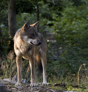 Canis lupus (Canidae)  - Loup gris, Loup Landkreis Regen [Allemagne] 14/07/2007 - 680m photographie faite en 