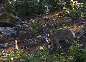 Canis lupus (Canidae)  - Loup gris, Loup Landkreis Regen [Allemagne] 15/07/2007 - 680m photographie faite en 