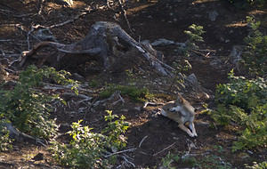 Canis lupus (Canidae)  - Loup gris, Loup Landkreis Regen [Allemagne] 15/07/2007 - 680m photographie faite en 