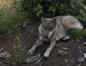 Canis lupus (Canidae)  - Loup gris, Loup Landkreis Regen [Allemagne] 15/07/2007 - 680m photographie faite en 