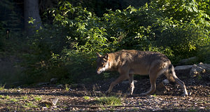 Canis lupus (Canidae)  - Loup gris, Loup Landkreis Regen [Allemagne] 15/07/2007 - 680m photographie faite en 