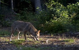 Canis lupus (Canidae)  - Loup gris, Loup Landkreis Regen [Allemagne] 15/07/2007 - 680m photographie faite en 