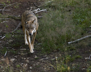 Canis lupus (Canidae)  - Loup gris, Loup Landkreis Regen [Allemagne] 15/07/2007 - 680m photographie faite en 