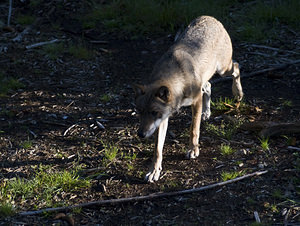 Canis lupus (Canidae)  - Loup gris, Loup Landkreis Regen [Allemagne] 15/07/2007 - 680m photographie faite en 