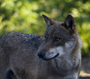 Canis lupus (Canidae)  - Loup gris, Loup Landkreis Regen [Allemagne] 15/07/2007 - 680m photographie faite en 