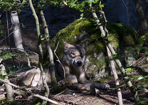 Canis lupus (Canidae)  - Loup gris, Loup Landkreis Regen [Allemagne] 15/07/2007 - 680m photographie faite en 