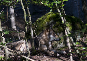 Canis lupus (Canidae)  - Loup gris, Loup Landkreis Regen [Allemagne] 15/07/2007 - 680m photographie faite en 