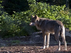 Canis lupus (Canidae)  - Loup gris, Loup Landkreis Regen [Allemagne] 15/07/2007 - 680m photographie faite en 