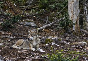 Canis lupus (Canidae)  - Loup gris, Loup Landkreis Regen [Allemagne] 15/07/2007 - 680m photographie faite en 