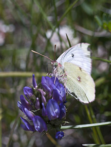 Colias phicomone (Pieridae)  - Candide, Soufré des montagnes Viege [Suisse] 25/07/2007 - 2130m