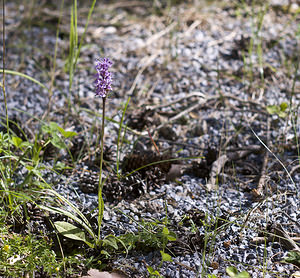 Dactylorhiza fuchsii (Orchidaceae)  - Dactylorhize de Fuchs, Orchis de Fuchs, Orchis tacheté des bois, Orchis de Meyer, Orchis des bois - Common Spotted-orchid Bezirk Landeck [Autriche] 21/07/2007 - 1380m