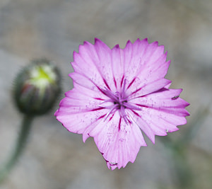 Dianthus caryophyllus (Caryophyllaceae)  - oeillet caryophyllé, oeillet des fleuristes, oeillet giroflée - Clove Pink Conches [Suisse] 24/07/2007 - 1380m