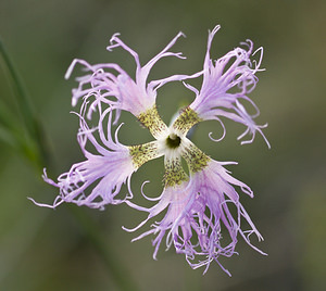 Dianthus superbus (Caryophyllaceae)  - oeillet superbe, oeillet magnifique, oeillet à plumet - Large Pink Region Engiadina Bassa/Val Mustair [Suisse] 21/07/2007 - 2070m