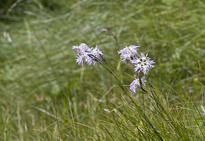 Dianthus superbus (Caryophyllaceae)  - oeillet superbe, oeillet magnifique, oeillet à plumet - Large Pink Bernina [Suisse] 22/07/2007 - 2300m