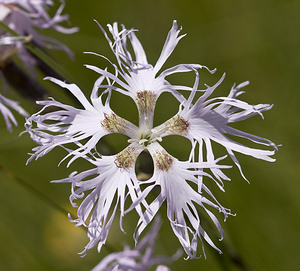 Dianthus superbus (Caryophyllaceae)  - oeillet superbe, oeillet magnifique, oeillet à plumet - Large Pink Bernina [Suisse] 22/07/2007 - 2300m