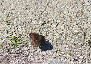 Erebia styx (Nymphalidae)  - Moiré stygien Viege [Suisse] 25/07/2007 - 2010m