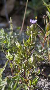 Gentianella campestris (Gentianaceae)  - Gentianelle des champs, Gentiane champêtre - Field Gentian Region Engiadina Bassa/Val Mustair [Suisse] 21/07/2007 - 2070m