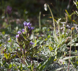 Gentianella campestris (Gentianaceae)  - Gentianelle des champs, Gentiane champêtre - Field Gentian Region Engiadina Bassa/Val Mustair [Suisse] 21/07/2007 - 2070m