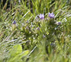 Gentianella campestris (Gentianaceae)  - Gentianelle des champs, Gentiane champêtre - Field Gentian Viege [Suisse] 25/07/2007 - 2010m