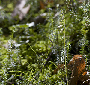 Goodyera repens (Orchidaceae)  - Goodyère rampante - Creeping Lady's-tresses [Goodyera repens] Surselva [Suisse] 22/07/2007 - 680m