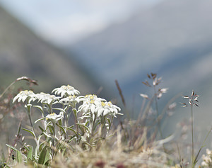 Leontopodium nivale (Asteraceae)  - Édelweiss des neiges - Edelweiss Viege [Suisse] 25/07/2007 - 2130m