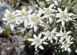 Leontopodium nivale (Asteraceae)  - Édelweiss des neiges - Edelweiss Viege [Suisse] 25/07/2007 - 2130m