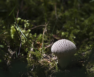 Lycoperdon perlatum (Lycoperdaceae)  - Vesse de loup perlée - Common Puffball Bezirk Landeck [Autriche] 21/07/2007 - 1380m